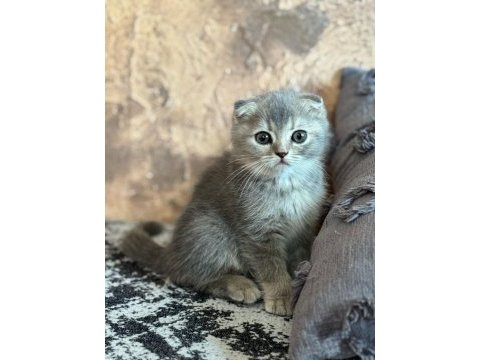 Yavru scottish fold yavrumuz
