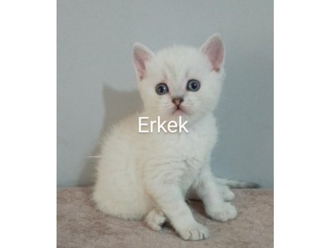 39 günlük beyaz british shorthair