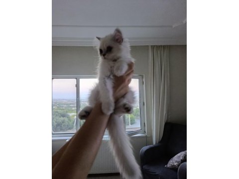 British longhair yavru sahiplendirme