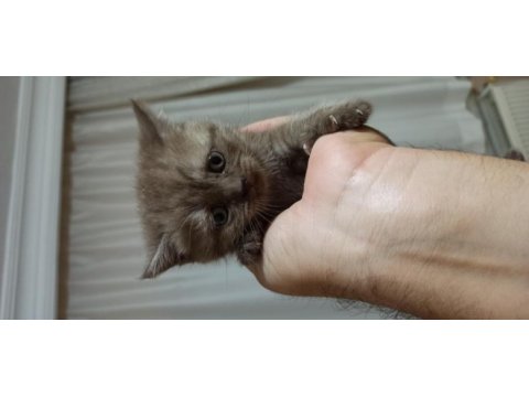 Safkan british shorthair yavrularımız sahiplerini arıyor