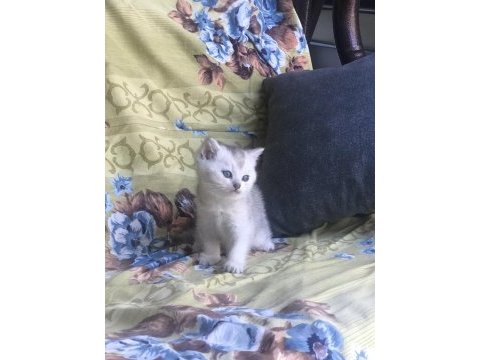 Orjinal british longhair yavrumu sahiplendiriyorum