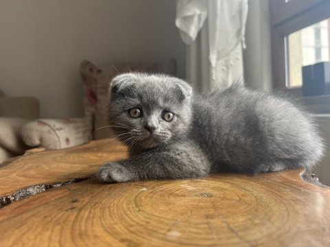 Çok sağlıklı cinnamon ve duman renk scottish fold yavrular