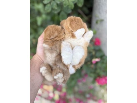 Safkan hollanda lop mini lop ve cüce tavşanlar