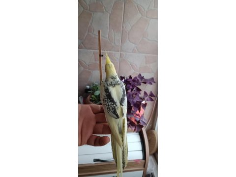 Ev üretimi ele alışık sultan papağanı yavruları