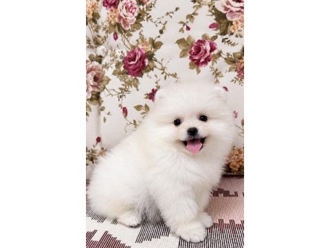 Gülen yüz kusursuz karbeyaz pomeranian boo