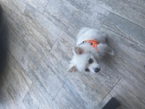 4 aylık pomeranian