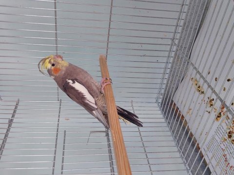 Sağlıklı erkek sultan papağanı