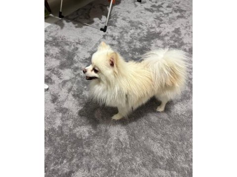 Pomeranian erkek
