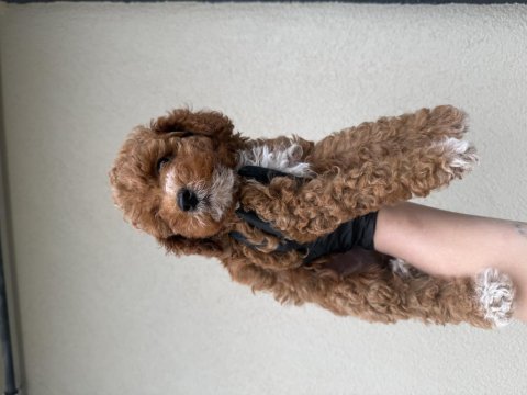 Toypoodle bebeklerim 