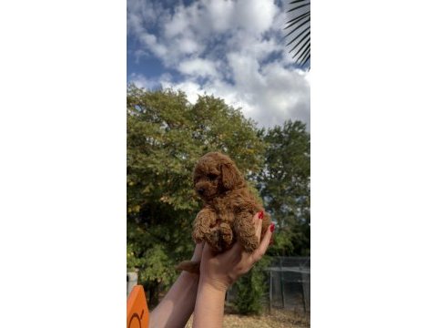 Redbrown toy poodle yavrumız yeni yuvasına hazır