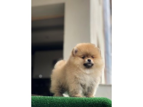 2.5 aylık 2 dişi ve 1 erkek pomeranian boo yavrular