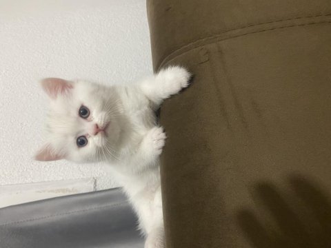 British shorthair erkek yavru çok akıllı