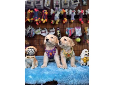 Her eve uygun golden retriever bebekler