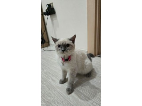 Blue point 6 aylık kedimiz