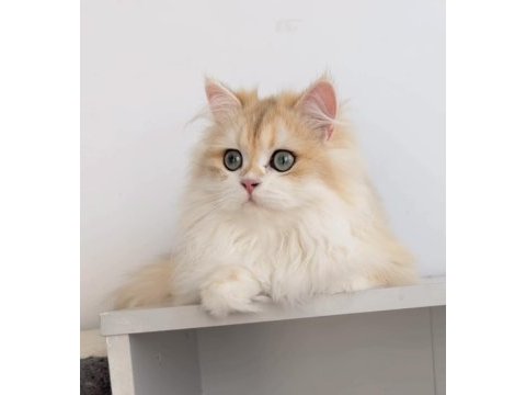 Blh 6 aylık erkek british longhair