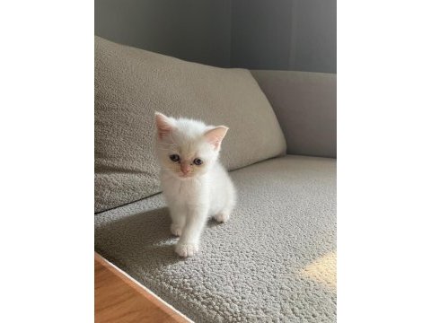 Erkek yavrular british shorthair