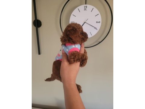 Evin neşesi poodle bebeklerimiz