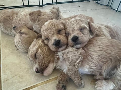Güzeller güzeli maltipoo bebişlerimiz