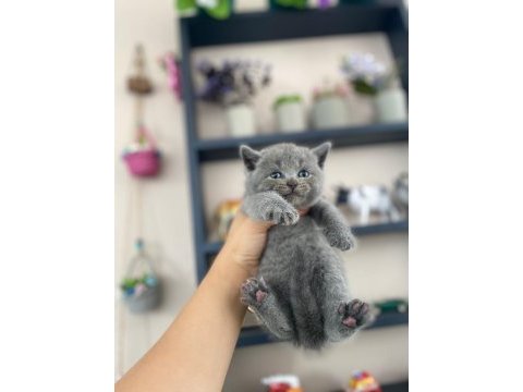 Top kafa panda surat british shorthair bebekler