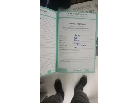 Ücretsiz erkek british