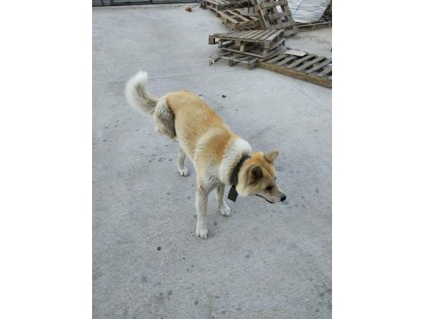 Akita japon akıllı köpeği sadik ve savunmacı