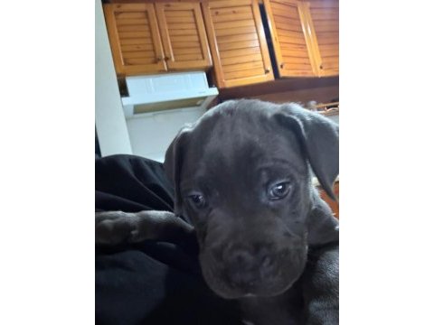 Sırbistan şampiyon torunları cane corso