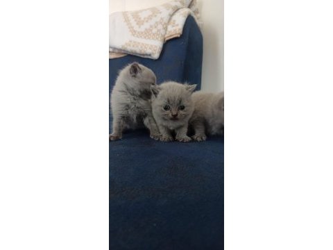 Yeni british shorthair yavrular