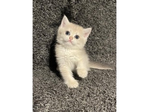 Anne baba şecereli safkan british shorthair ay12