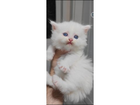 British longhair kedisi