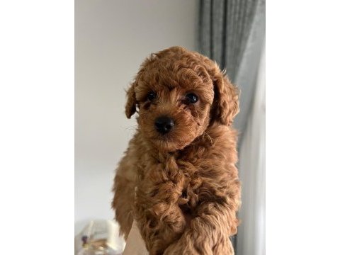 Orjinal poodle yavrular