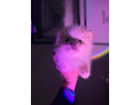 Erkek dişi pomeranian yavrular