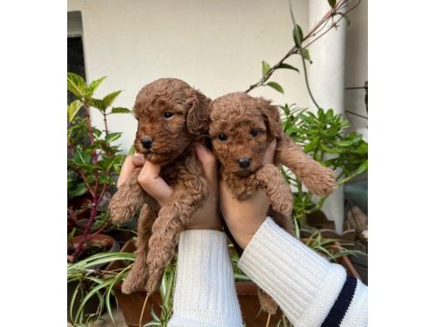 Mükemmel kalitede toy poodle minnoşlar