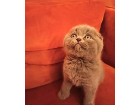 Çok güzeller scottish fold