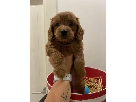 Maltipoo bebekler son 3 dişi
