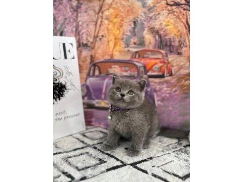 Show kalite british longhair yavrular yeni yuvasını arıyor