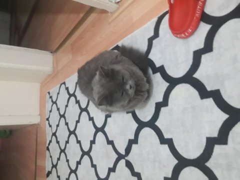 British shorthair dişi