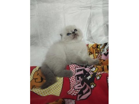 Gri ve bluepoint scottish fold