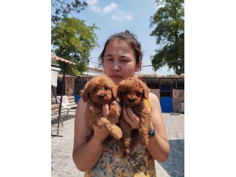 Sevgi dolu ailelerimiz için poodle bebekler