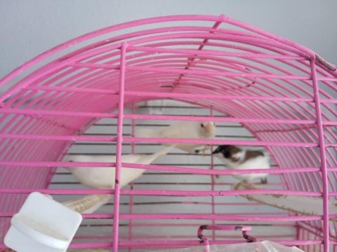 Bengal ispinoz finch 3 adet