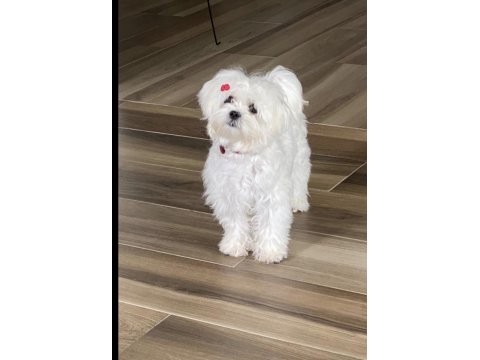 Safkan maltese yavru dişi erkek
