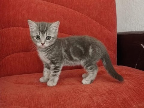 Tatlımı tatlı top kafa british yavrularımız