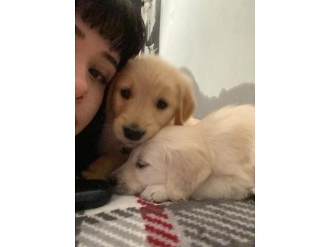 Bir dişi ve bir erkek golden retriever yavru