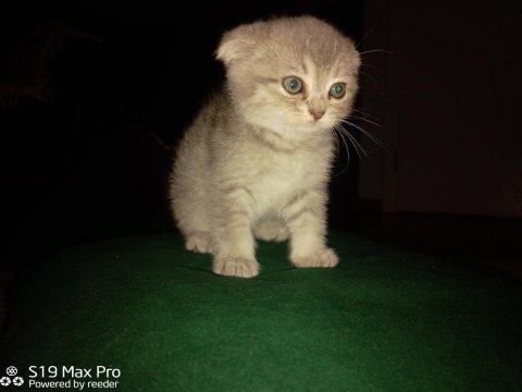 2 aylık dişi scottish fold yavrular