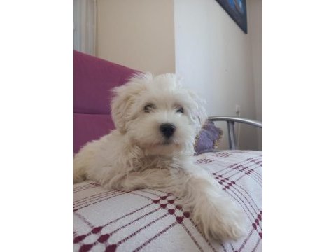4 aylık maltese terrier satılık