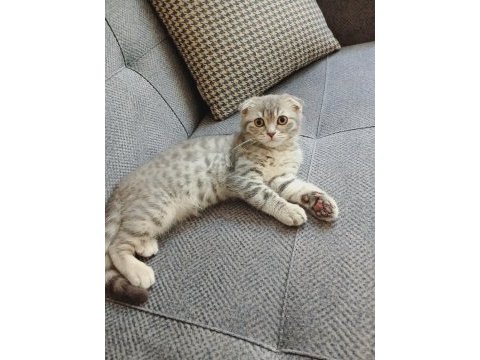 Scottish fold erkek kedimi veriyorum