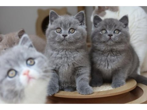 Koca kafa gerçek british shorthair yavruları