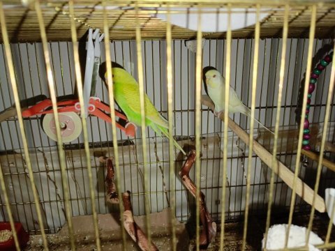 Renk güzeli 3 aylık takım muhabbet kuşu