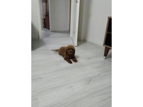 Toy poodle köpeğimiz