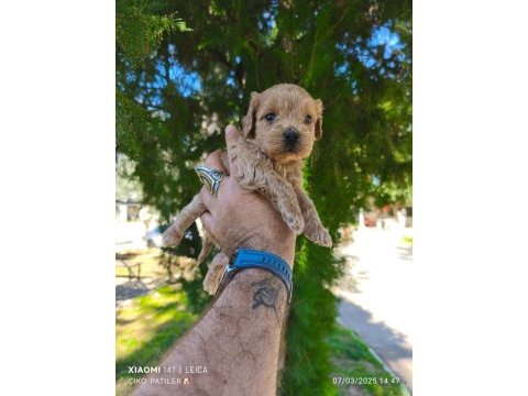 Sağlıklı ve dünyalar tatlısı maltipoo köpekler