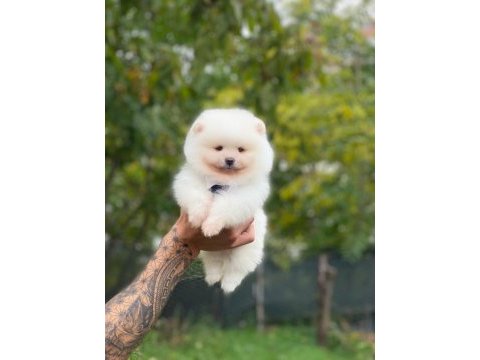 Pomeranian bebeklerimiz